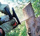 How Our Tree Care Process Works  in  Ponderosa Park, CO